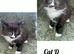 Kittens 7 weeks old mums half maincoon
