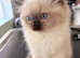 Ragdoll Kittens Pedigree Registered