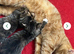 2 girl kittens