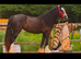 Cob filly
