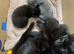 3 gorgeous kittens for sale