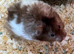 2male hamsters with cage