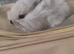 Baby bunnies