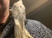 Hand Reared Whiteface Cinnamon Pied Cockatiel