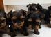 Adorable Yorkshire Terrier Puppies