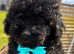 Beautiful Toy Poodle Puppies !!READY NOW!!