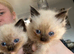 Ragdoll kitten ragdoll kittens seal