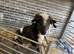 Jacob X Proven Ram Shearling