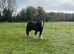 Stunning cob mare