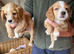 Cocker Spaniel puppies