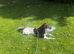 HANDSOME LIVER & WHITE ENGLISH SPRINGER SPANIEL AT STUD