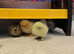 Silkie chicks for sale