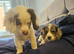 10 WEEK COCKER SPANIEL BITCH FOR SALE