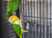 Pairs of birds dna proven close rung read description