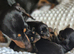 Miniature Dachshund Puppies