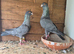 Pigeons