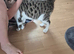 5 month old bengal x