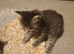 Maine coon cross