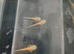 Baby Axolotls