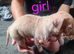 8 beautiful staffordshire puppies