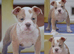 24 years bullbreed experience