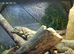 Guatamalan spiny tailed iguana