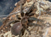X4 phormictopus auratus tarantula Unsexed
