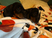 5 dachshund puppies for sale