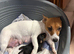 Jack Russel @ small pinscher