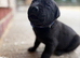 7 beautiful cane Corso X German Shepherd puppies