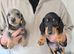 Beautiful dachshund puppies