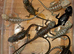 Bearded dragons