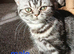 Bsh. Kittens looking for home.