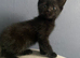 Black kittes