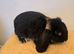 French Lop Boys