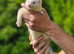 2 Gill ferrets