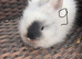 Lionhead babies