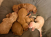 Cockapoo puppies