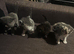 Kittens ready to leave in 4 weeks