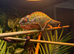 Male nosy mitsio chameleon