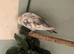 Young budgies