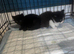 2 kittens available