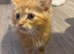 Male ginger kitten