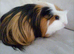 Male guinea pig