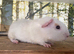 Baby boar guinea pigs