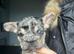 8 gorgeous French bulldogs for sale