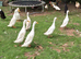 Ducks and muscovy for sale