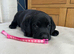 Black Labradors for sale - Pedigree and KC registered