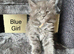 Pure Bred Maine Coon Kittens