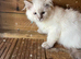 Tica ragdoll kittens
